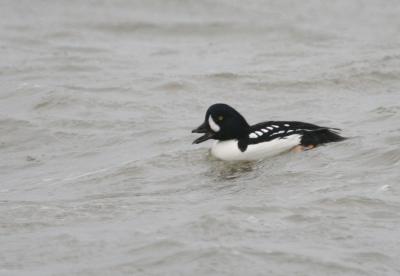 Barrow's Goldeneye