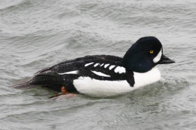 Barrow's Goldeneye