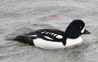 Barrow's Goldeneye