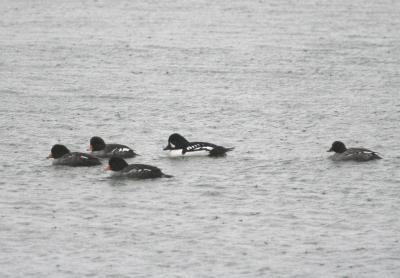 Barrow's Goldeneye