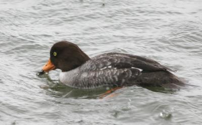 Barrows Goldeneye