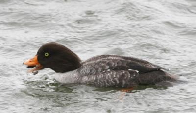 Barrows Goldeneye