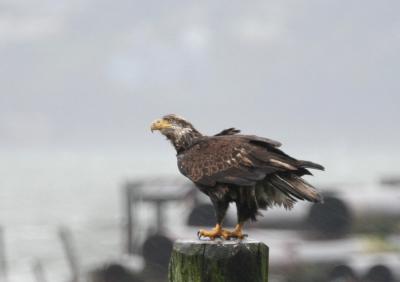 Bald Eagle