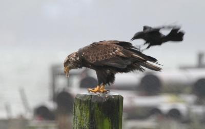 Bald Eagle