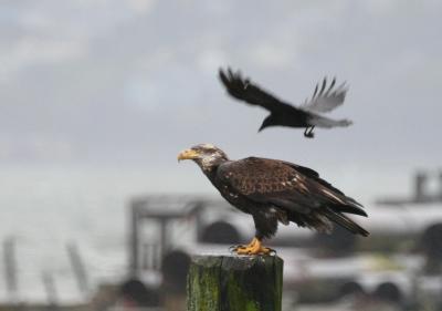 Bald Eagle