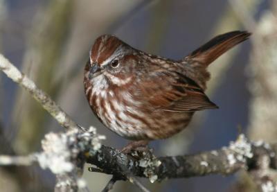 Song Sparrow