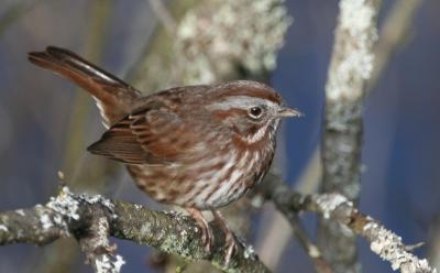 Song Sparrow