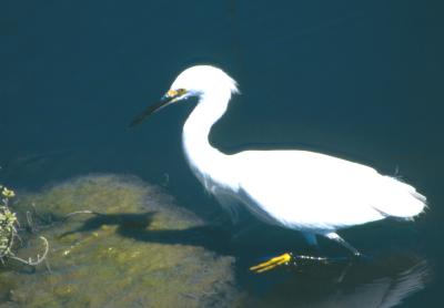 Snowy Egret