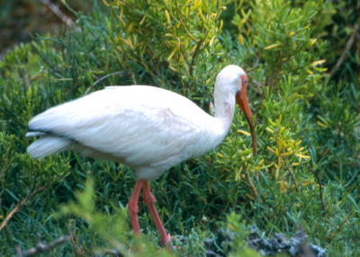 White Ibis
