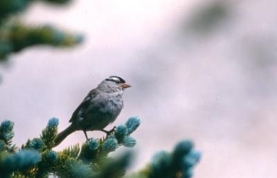 White-crowned Sparrow