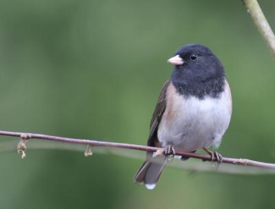 Oregon Junco