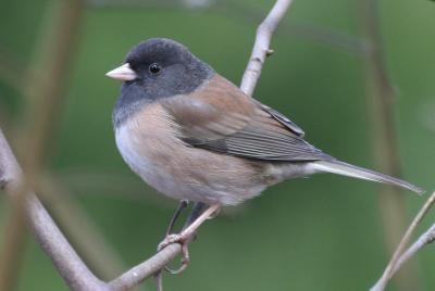 Oregon Junco