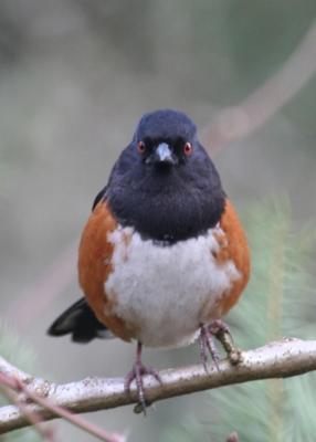 Spotted Towhee