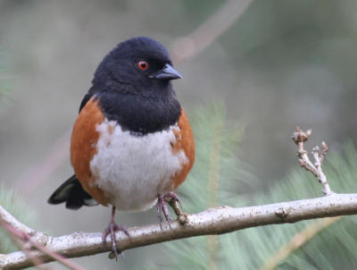 Spotted Towhee