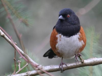 Spotted Towhee