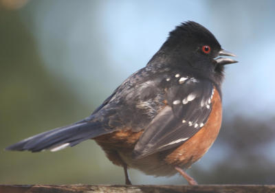 Spotted Towhee