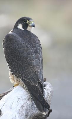 Peregrine Falcon