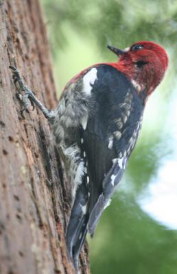 Red-breasted Sapsucker