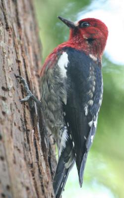 Red-breasted Sapsucker