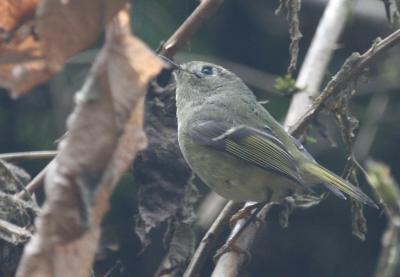 Ruby-crowned Kinglet