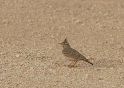 Crested Lark