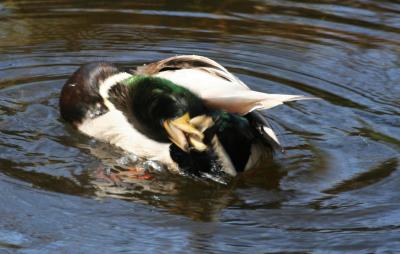 Mallard