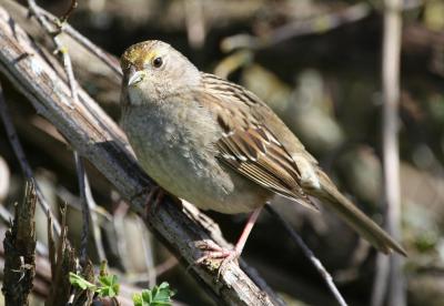 Golden-crowned Sparrow