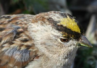 Golden-crowned Sparrow