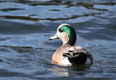 American Wigeon