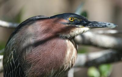 Green Heron