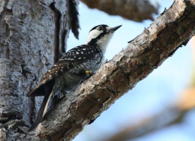 Red-cockaded Woodpecker