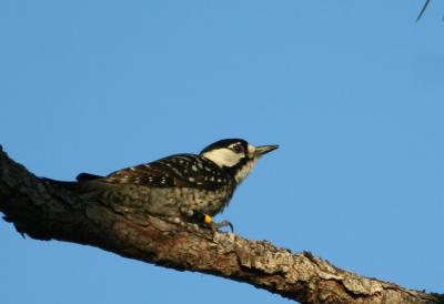 Red-cockaded Woodpecker