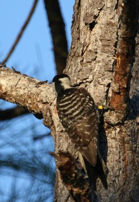 Red-cockaded Woodpecker