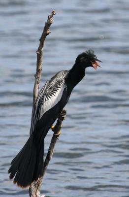 Anhinga