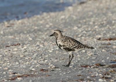 Black-bellied Plover