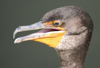 Double-crested Cormorant