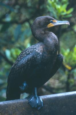 Double-crested Cormorant