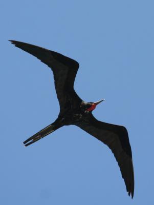 Magnificent Frigatebird