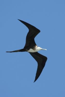 Magnificent Frigatebird