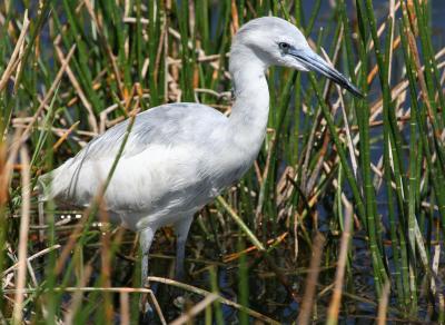Little Blue Heron