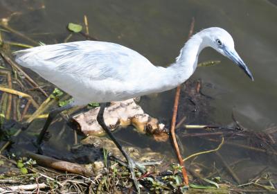 Little Blue Heron