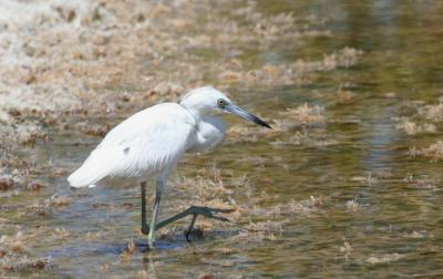 Little Blue Heron