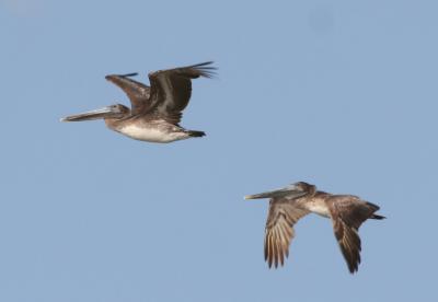 Brown Pelican