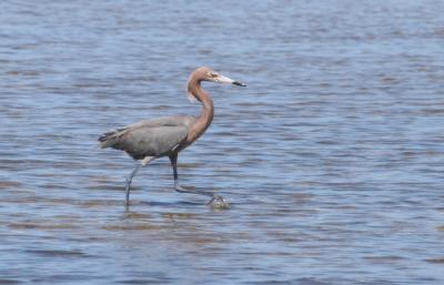 Reddish Egret