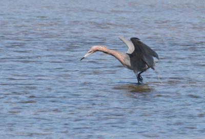 Reddish Egret