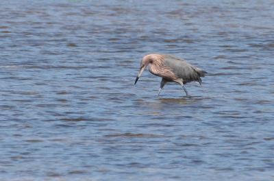 Reddish Egret