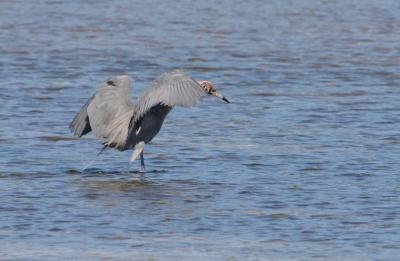Reddish Egret