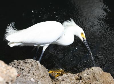 Snowy Egret