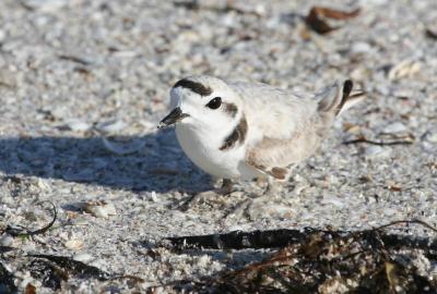 Snowy Plover