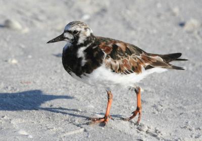 Ruddy Turnstone